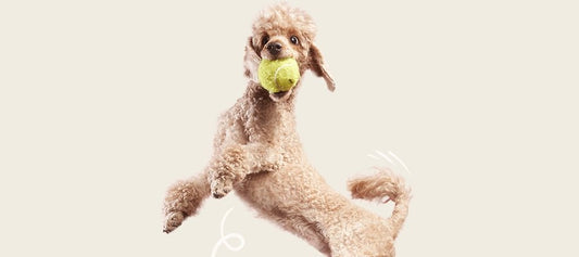 Enrichment for Dogs - PetPost Australia