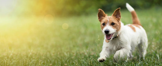 Exercising with Dogs Outside in Summer - PetPost Australia