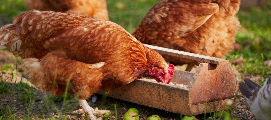 Feeding Your Chickens - PetPost Australia