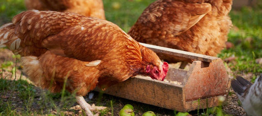 Feeding Your Chickens - PetPost Australia