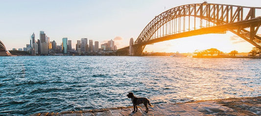 Finding the Best Dog Friendly Parks Across Sydney - PetPost Australia