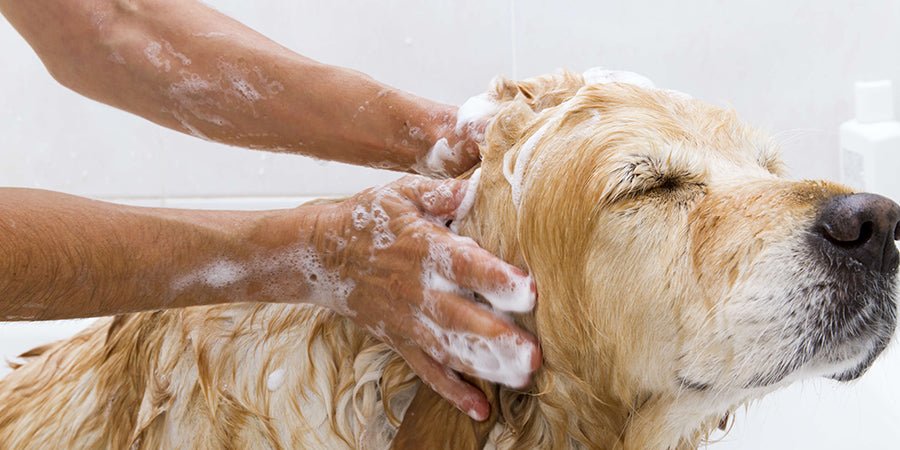 Guide To Bathing Your Dog - PetPost Australia