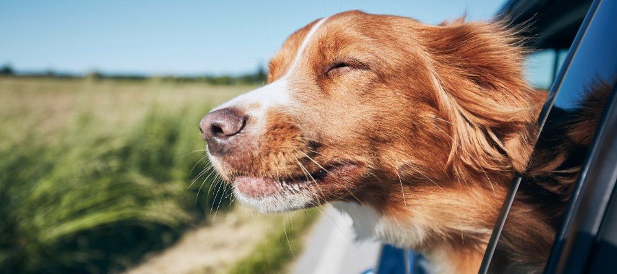 Guide To Travelling With Your Dog - PetPost Australia