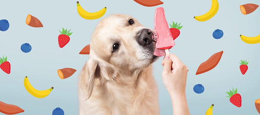Homemade Dog Treats for Summer - PetPost Australia