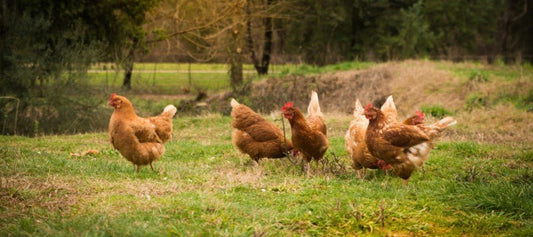 Housing Your Chickens - PetPost Australia