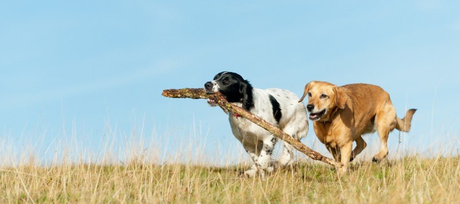How Much Exercise Does a Dog Need - PetPost Australia
