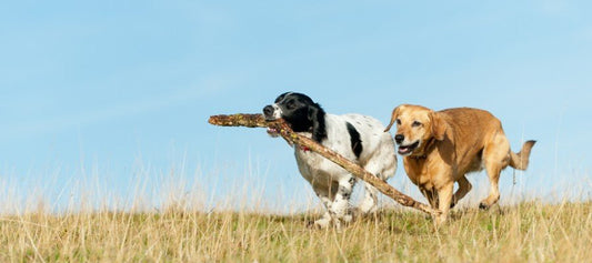 How Much Exercise Does a Dog Need - PetPost Australia