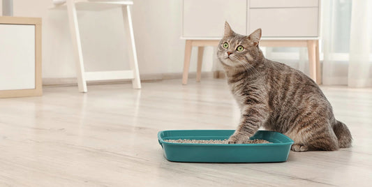 How Often Should I Change the Cat Litter Box? - PetPost Australia