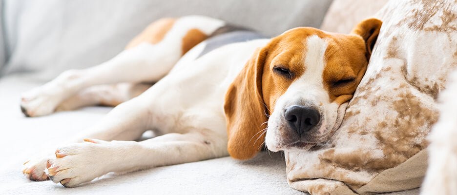 How Often to Worm Dogs - PetPost Australia