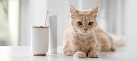 How to Clean Your Cat’s Teeth at Home