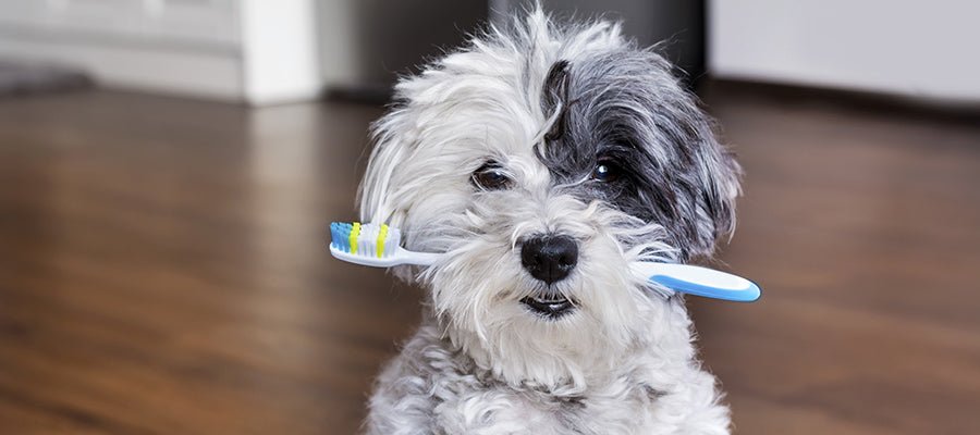 How to Clean your Dog’s Teeth at Home - PetPost Australia