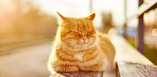 How to Cool Down a Cat in Hot Weather - PetPost Australia