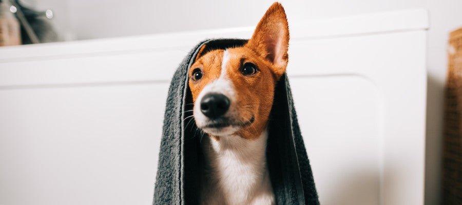 How to Groom a Dog at Home - PetPost Australia