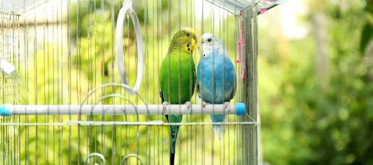 How to House Your Pet Bird - PetPost Australia