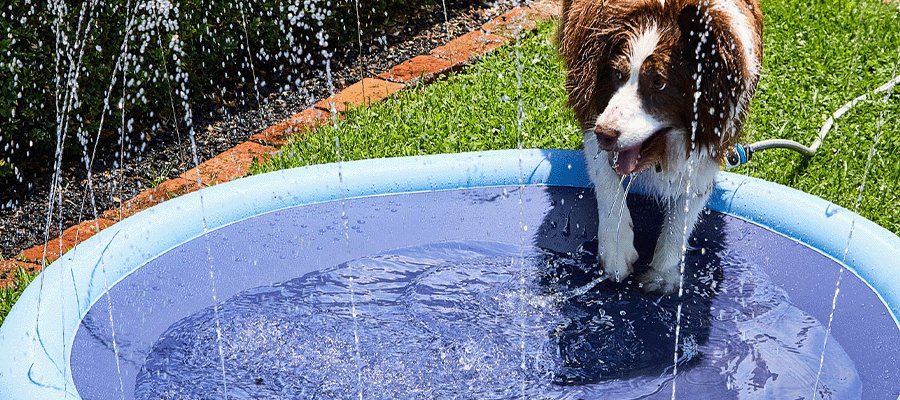 How to Keep your Dog Cool During Summer - PetPost Australia