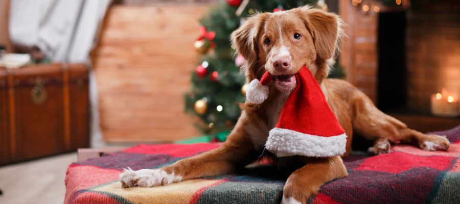 How To Keep Your Dog Safe Over Christmas - PetPost Australia