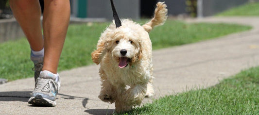 How to Paw-fect the Dog Walk - PetPost Australia