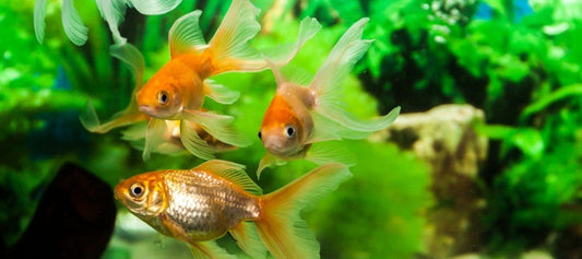 How to Prepare for Your First Pet Fish - PetPost Australia