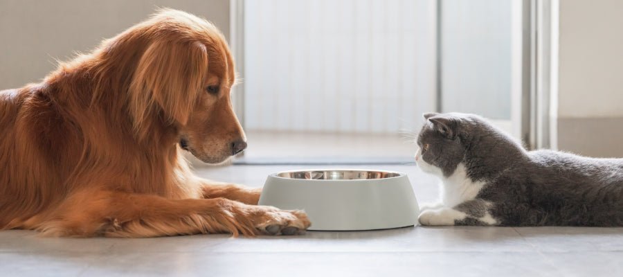How to Safely Transition your Dog or Cat to New Food - PetPost Australia