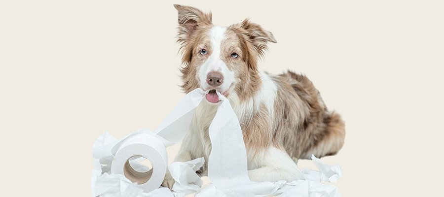 How to Solve Common Puppy Behaviour Issues - PetPost Australia