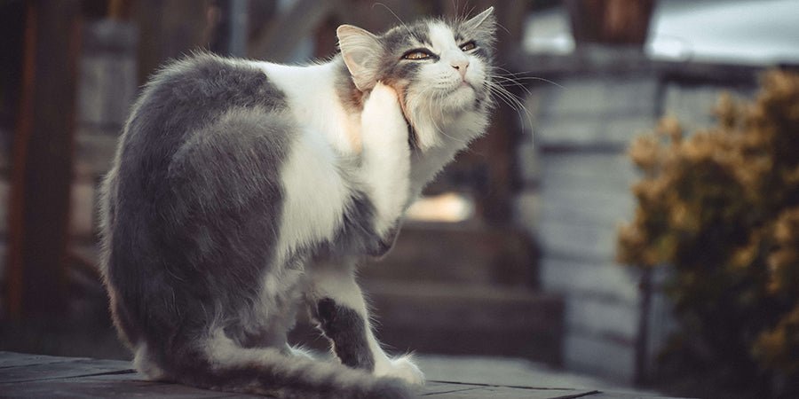 How to Spot Cat Lice and Treat Them! - PetPost Australia