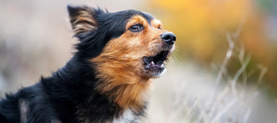 How to Stop Your Dog Barking - PetPost Australia