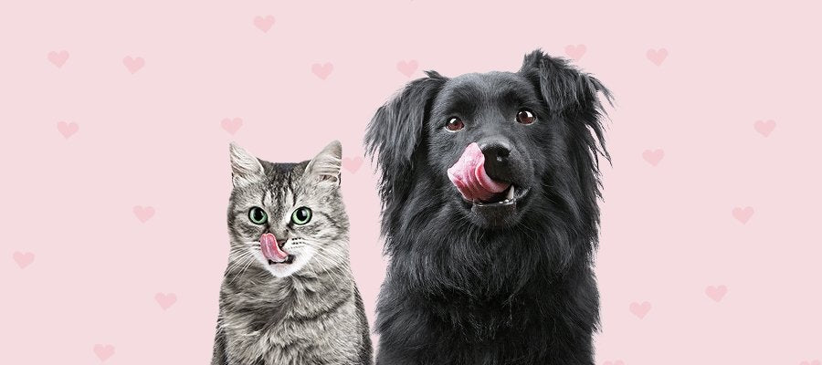How To Tell if Your Pet Loves You - PetPost Australia