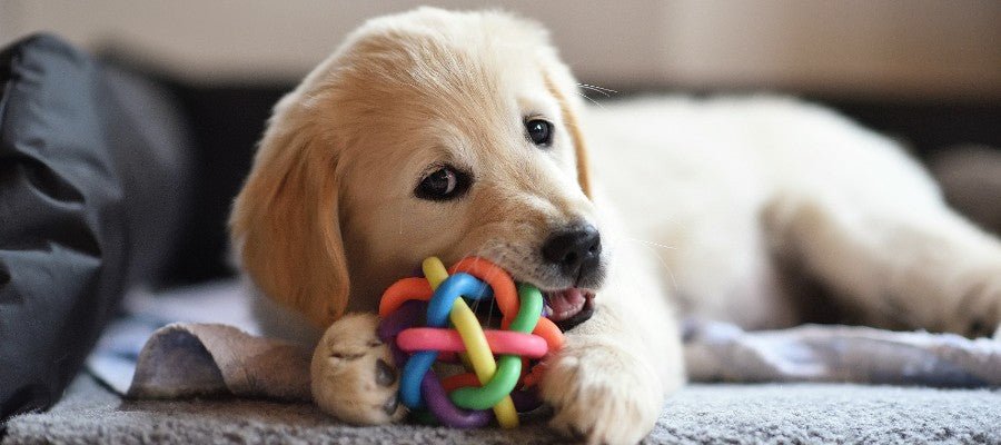 How to Train a Puppy to Stop Biting - PetPost Australia