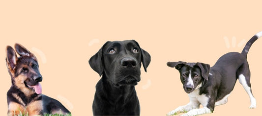 How to Understand Dog Body Language - PetPost Australia