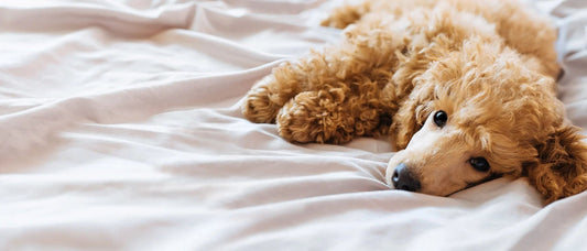 How to Wash a Dog Bed - PetPost Australia