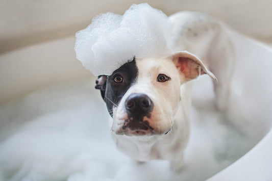 How to Wash Your Dog in Winter - PetPost Australia