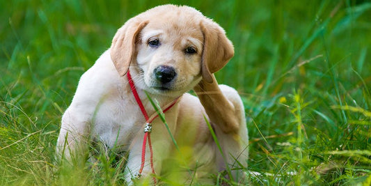 How to Work out the Best Flea Treatment for your Dog - PetPost Australia