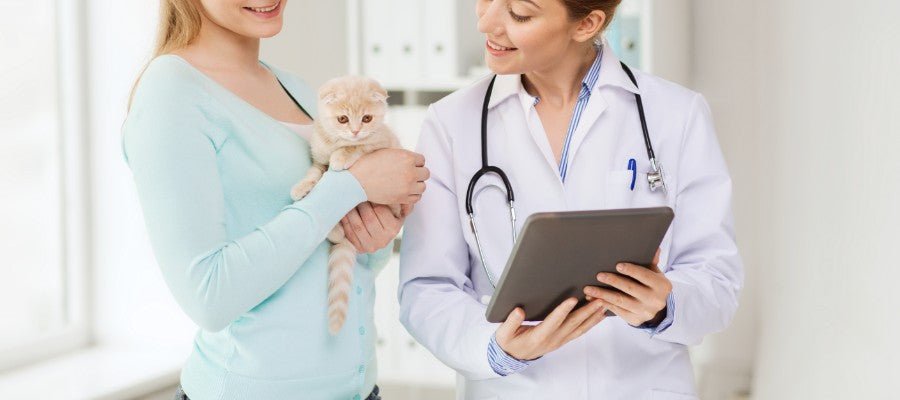 Importance of Vaccinating Your Kitten - PetPost Australia