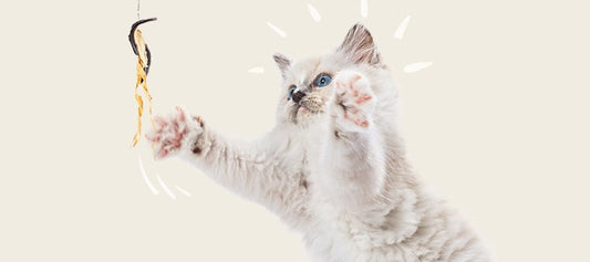 Interactive Cat Toys and Enrichment - PetPost Australia