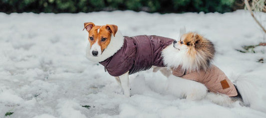Keeping Your Dog Warm in Winter - PetPost Australia