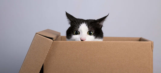 Moving House? Here’s How to Keep your Cat Cool, Calm and Collected. - PetPost Australia