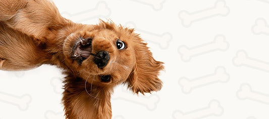 New Puppy Guide - PetPost Australia
