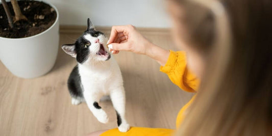 Nourishing Nibbles: The Best Treats for Your Cat - PetPost Australia
