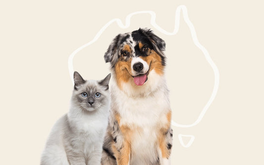 Our Top Picks for Australian Pet Supplies - PetPost Australia