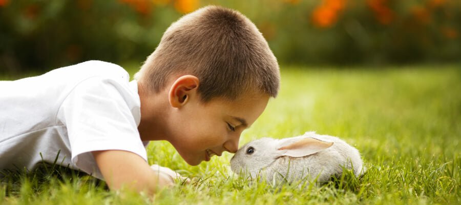 Pet Alternatives to Dogs and Cats - PetPost Australia