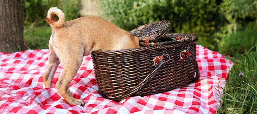 Planning a Picnic With Your Dog - PetPost Australia