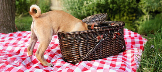Planning a Picnic With Your Dog - PetPost Australia