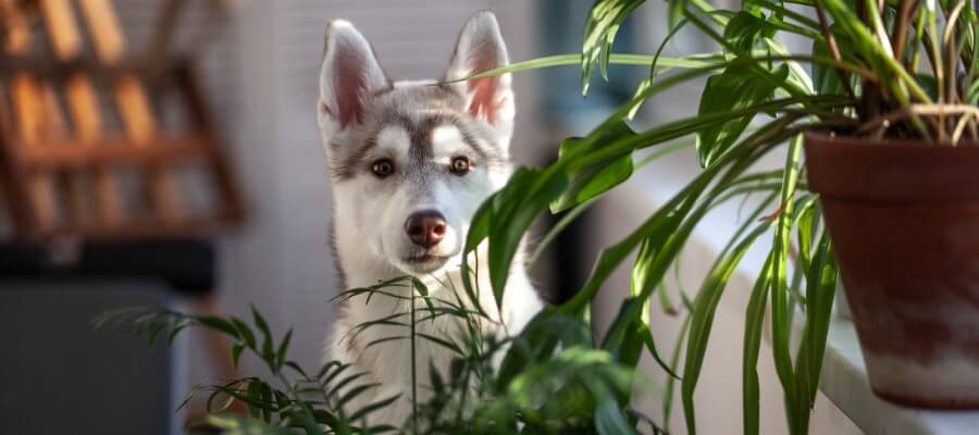 Poisonous and Safe Plants for Your Dog - PetPost Australia