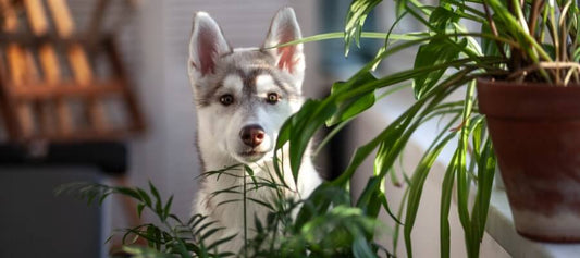Poisonous and Safe Plants for Your Dog - PetPost Australia