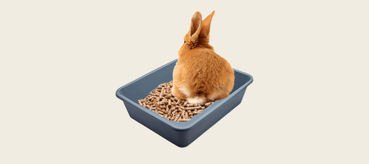 A Step-by-Step Guide to Litter Training Your Rabbit