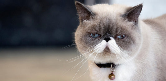 Should Cats Have Bells on Their Collars? - PetPost Australia
