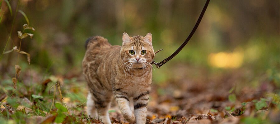 Should You Take Your Cat For A Walk? - PetPost Australia