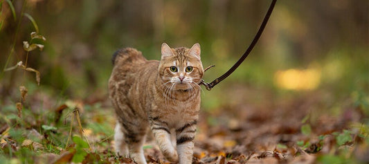 Should You Take Your Cat For A Walk? - PetPost Australia