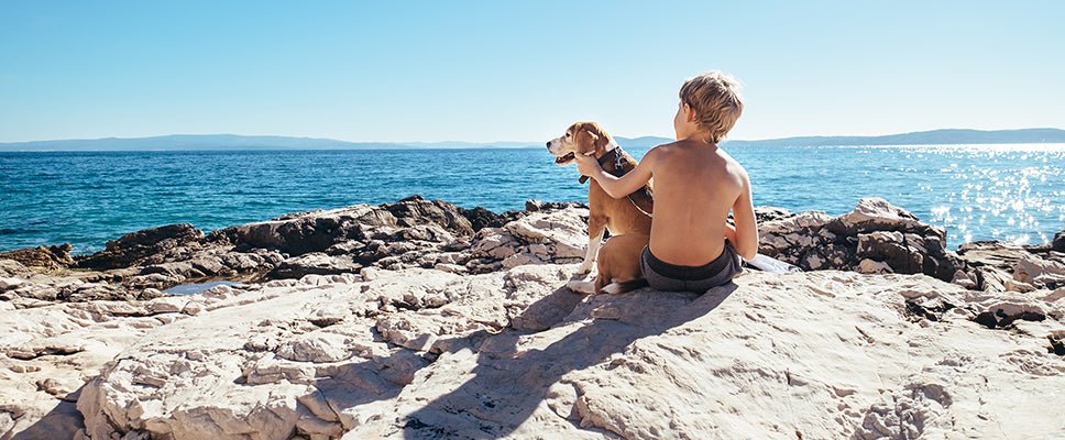 Skin Cancer in Dogs: Types, Signs, Treatments and Prevention - PetPost Australia