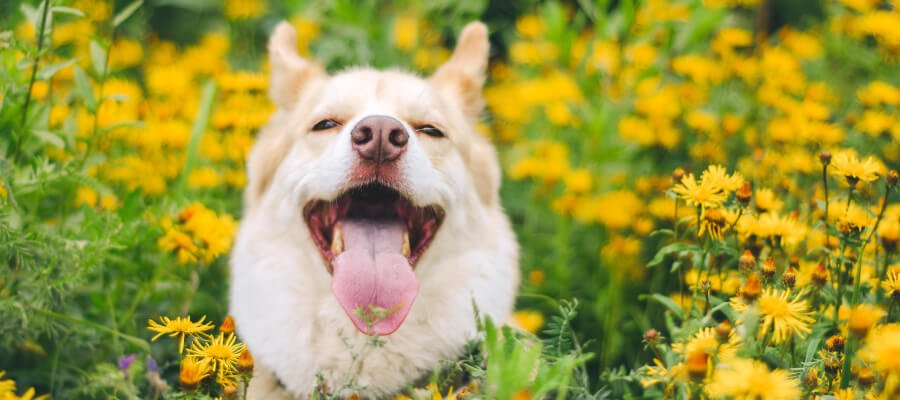 Spring Care for Dogs - PetPost Australia